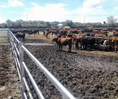 Van het het Veepaneel van de V.S. de Hete Verkopende 12 voet Op zwaar werk berekende Omheining/het Paard drijft panelen bijeen het Draagbare Op zwaar werk berekende Gegalvaniseerde Metaal van 12 voet