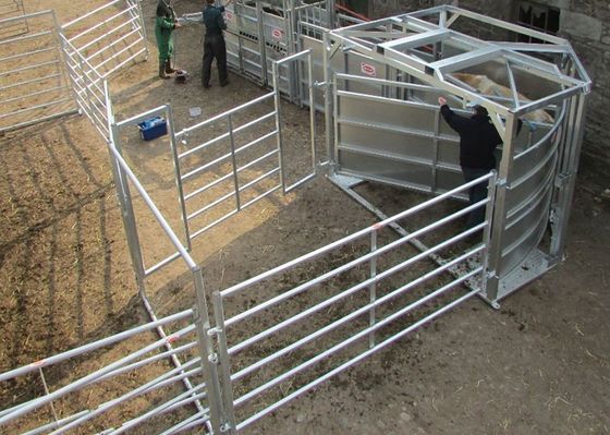 Vierkante Buis Gelaste Veeomheining Panels For Cattle