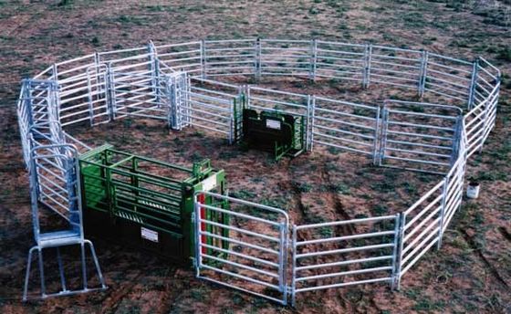 De Pijp van Australië om 1.6m Hoog Staal wordt gegalvaniseerd drijft Comités dat bijeen